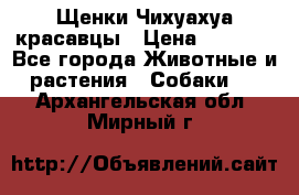 Щенки Чихуахуа красавцы › Цена ­ 9 000 - Все города Животные и растения » Собаки   . Архангельская обл.,Мирный г.